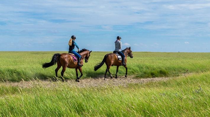 Ridresearrangörerna om klimattänk och djurvälfärd: "Hästarna är alltid prio ett"