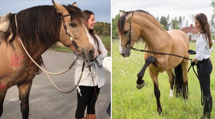 Louise och tidigare vildhästen Hannibal stöttar sjuka: ”Glädjen vi möter är magisk”