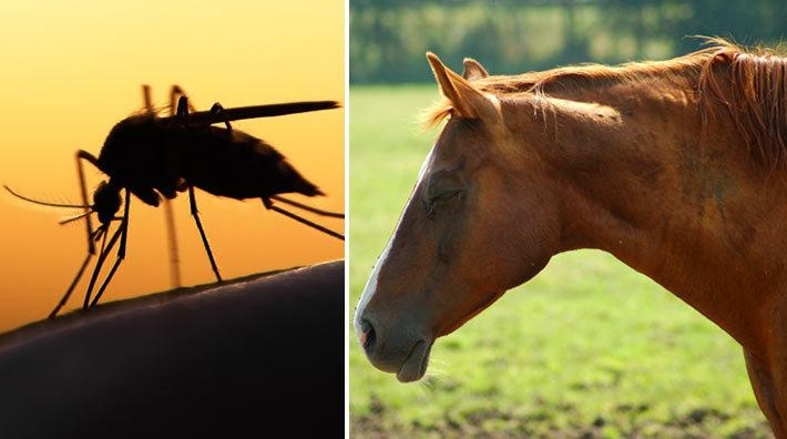 Många larm om fruktad nilfeber som drabbar hästar – sprider sig norrut genom Europa