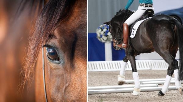 Rön om stress, kavaletti och sommartäcken på internationell forskarkonferens