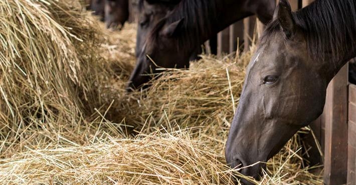 Foto: Adobe Stock