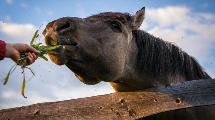 Nya forskningsrön: Energirestriktiv diet och hur foder påverkar hästens temperament