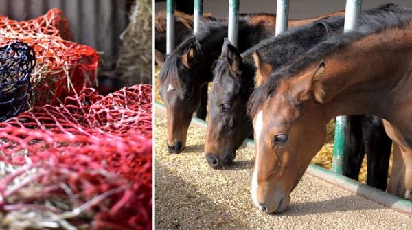 Hästforskning: Nya rön om slowfeednät, äthastighet, kraftfoder till föl och salttillskott