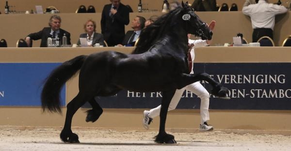 Foto: Pressbild/Aftonmora Friesians