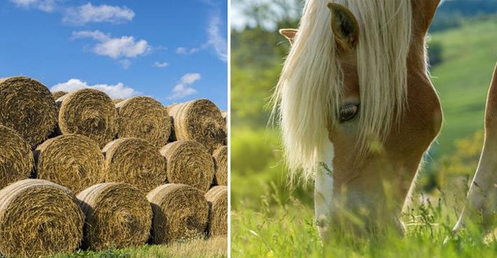 Beskedet: Hästnäringen får inget stöd från krispaketet