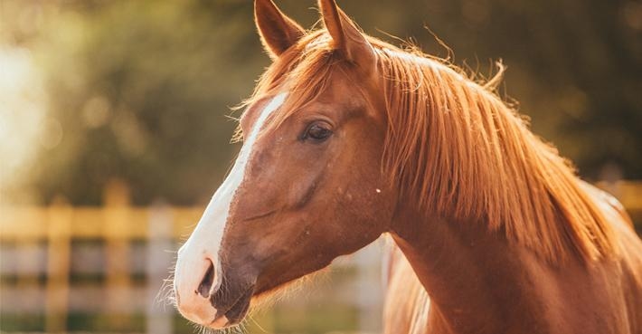 Foto: Adobe Stock