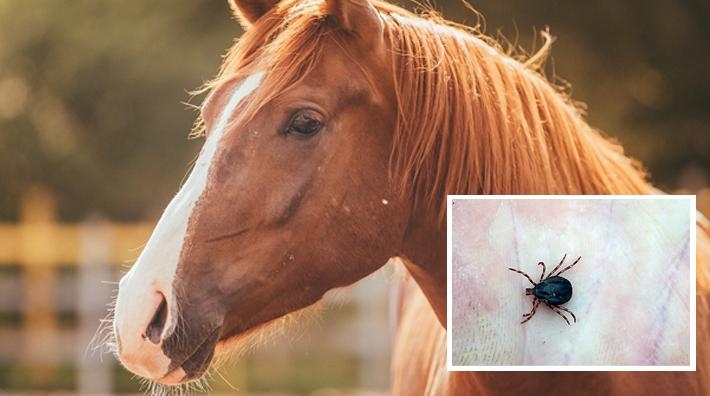 Foto: Adobe Stock och Statens veterinärmedicinska anstalt