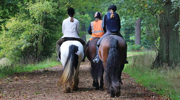 Missing people tar hjälp av hästar i eftersök: ”Har varit ett helt enormt gensvar”