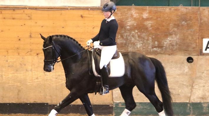 Yvonne Österholm och Ironman H på hingstvisning förra året. Foto: Cajsa Ekström