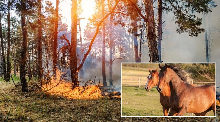 Glädjen över nya hagen kunde ha slutat i katastrof, när gnistor från skorna satte gräset i brand. Arkivfoto: Adobe Stock