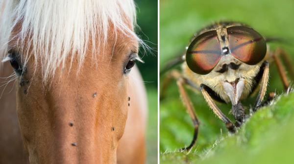 Forskningskollen: Hur bromsar man bromsarna på ridturen eller i hagen?