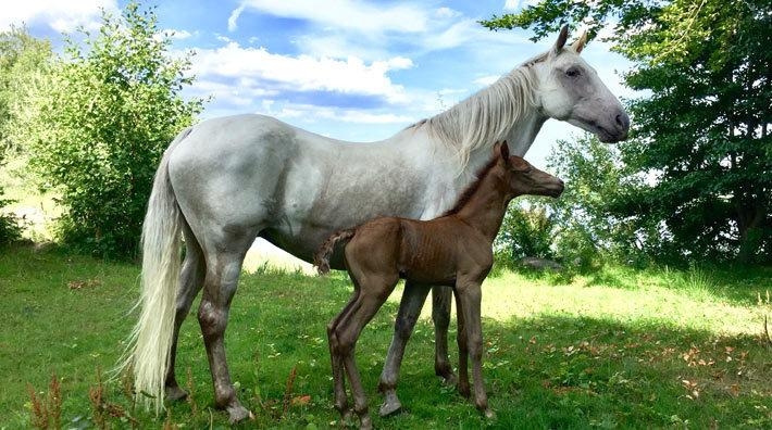 Sveriges första Tennessee Walker-föl har sett dagens ljus