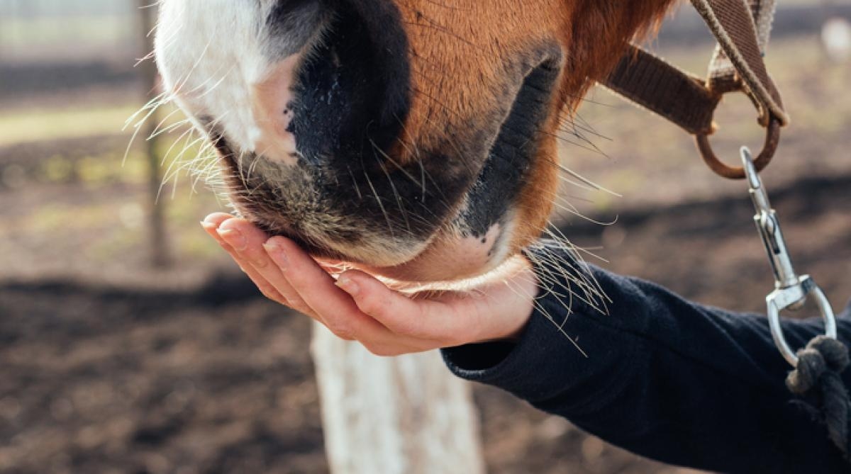 Foto: Adobe Stock