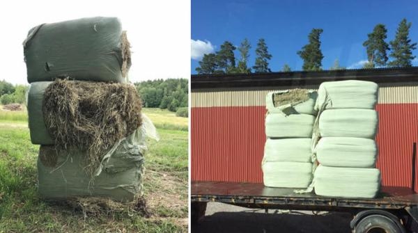 Jim fick sin hösilageskörd sönderskuren: ”Det kommer inte fungera som hästfoder”