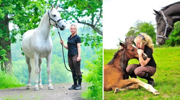 Tävlar både SWB och lipizzaner: ”De flesta har bara hört talas om Spanska Ridskolan”