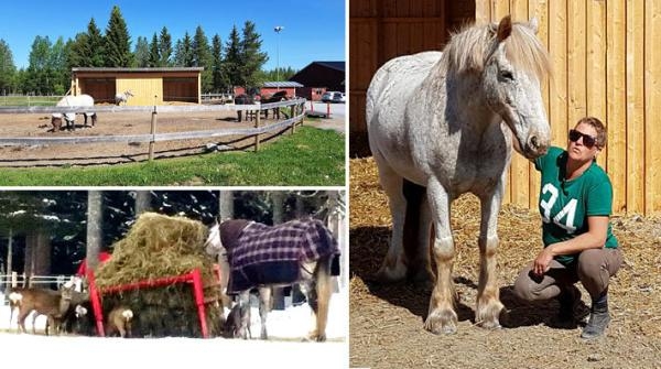 Till vänster: Ponnystonas lösdrift (överst), samt ett av vinterns rådjursbesök i hagen (Foto: Privat). Till höger: Ridskolechef Theresa Burvall Nordin med ponnyn Sunshine.