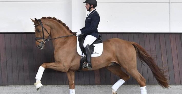 Foto: Helgstrand Dressage