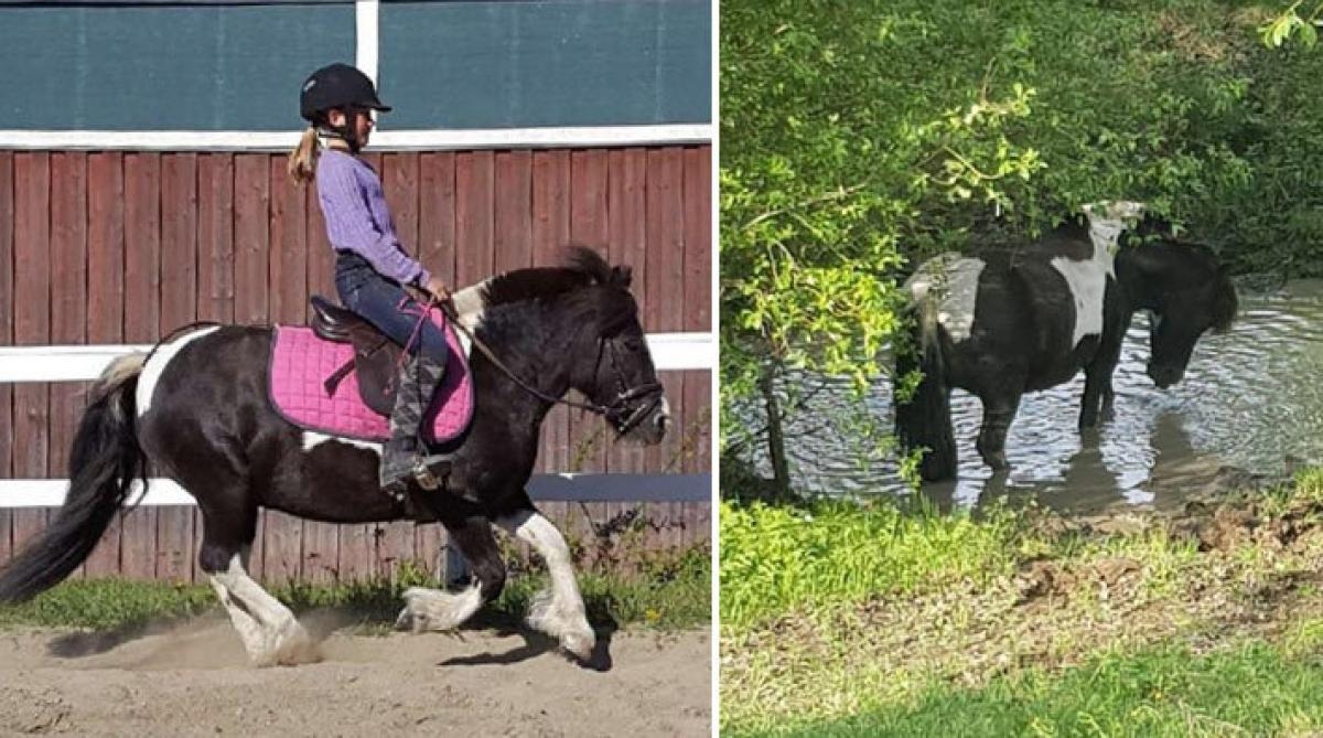 Facebook-ponnyn Our show girl trivs på ridskolan: ”Hon imponerade från dag ett”