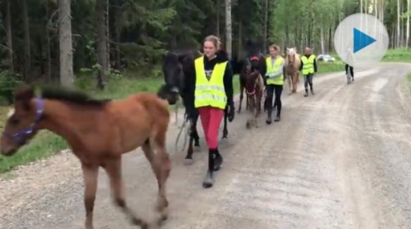 De fyra stona och fölen evakuerades på måndagen. Foto: Västerås tidning