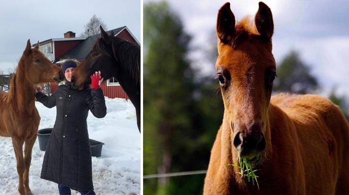 Carolina Johansson är själv både hoppryttare och uppfödare.