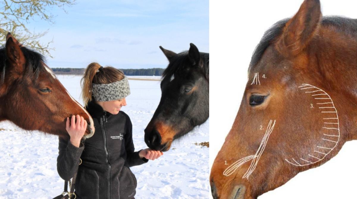 Till vänster Linnea Stray, till höger är muskler som är associerade till smärtansikte utritade.