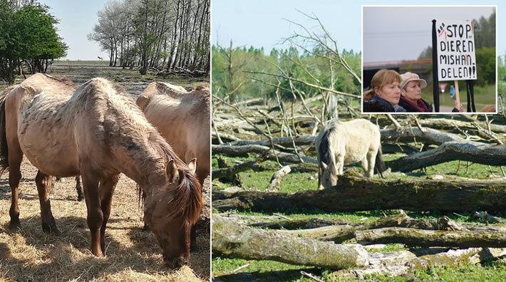 Lösning kan vara nära för Nederländernas ”vildhästar”