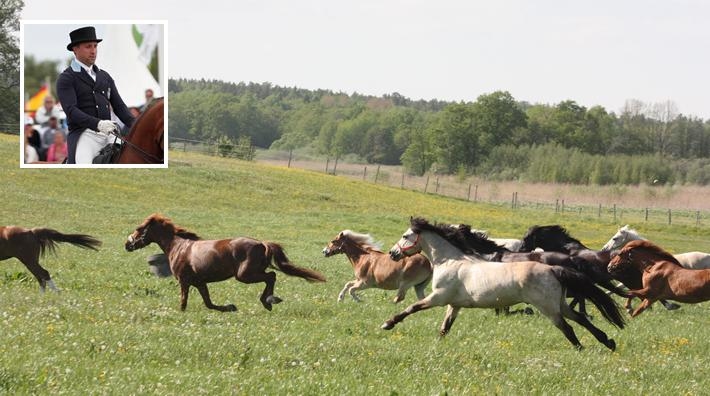 Dags för årets ponnysläpp på Ågesta: "Under senare år har det blivit allt fler som kommer"