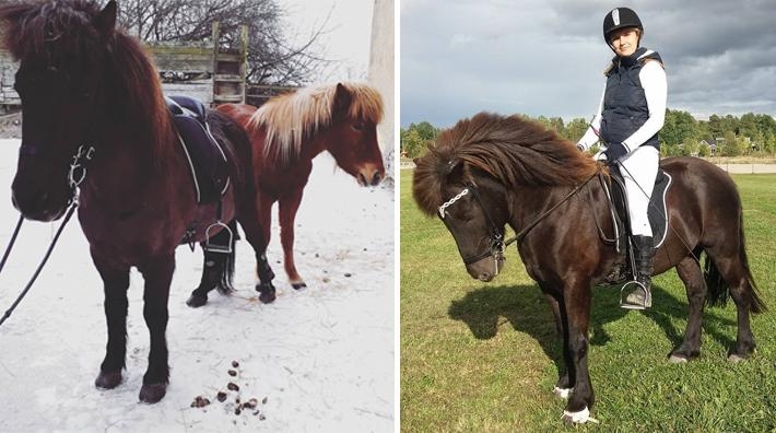 Sofia Norin Jansson ser fram emot att utvecklas med sina två islandshästar. Till höger tillsammans med Freyr. Fuxen i bakgrunden på vänstra bilden är hennes unghäst Atlas.