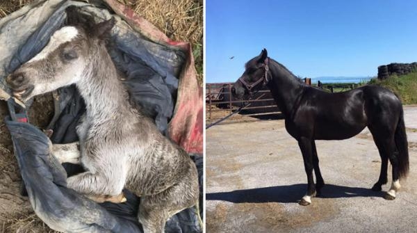 Fölet fastnade i stoets täcke och dog: "Jag vill varna andra hästägare"