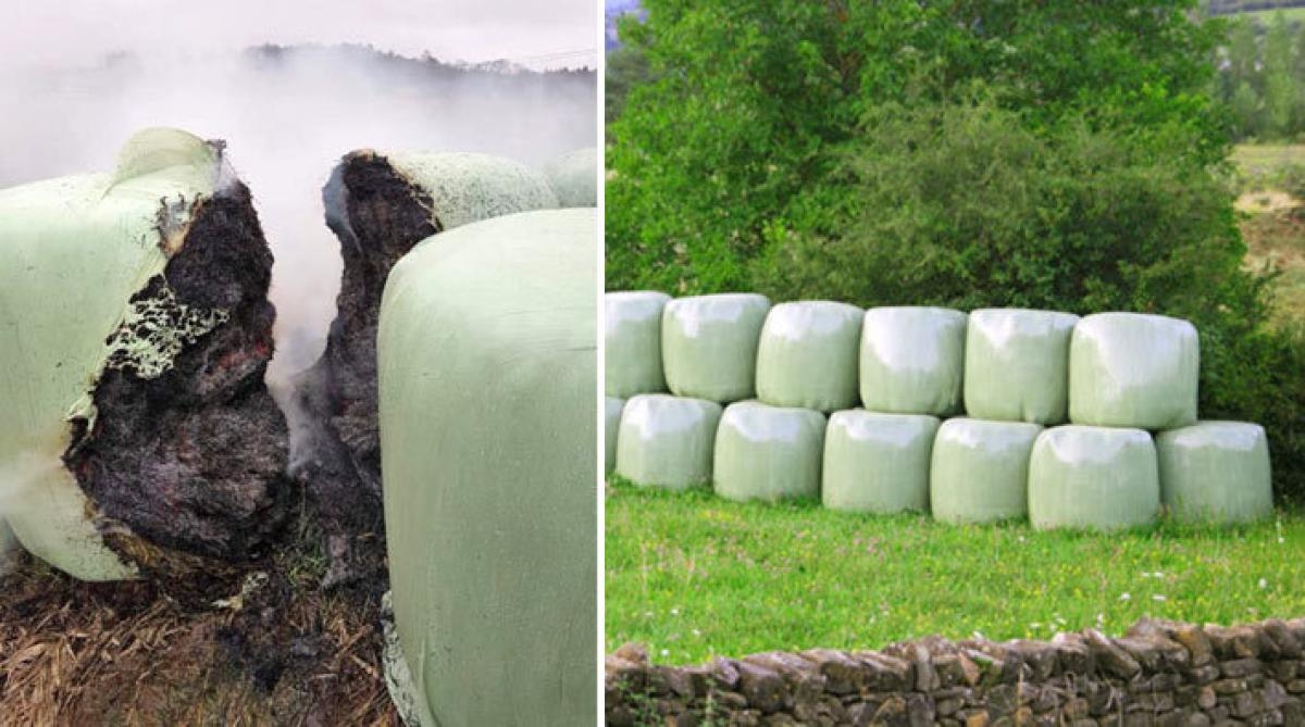 Experten om hösilagebränder: ”Man ska vara medveten om risken och ha koll på fodret”