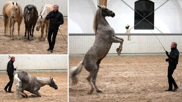 Tobbe Larsson: ”Hästarna ska vilja jobba men även vilja busa”