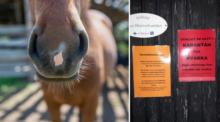 Svenskt vaccin mot kvarka på marknaden 2020