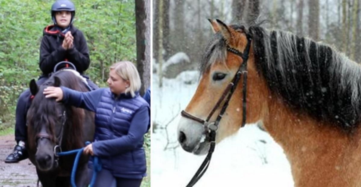 Ponnyn Hebbe ska snart gå i pension. Nordsvensken Trollja, till höger, kan komma att ta över hans roll om några år. Foto: Johan Höglund och Maria Nilsson