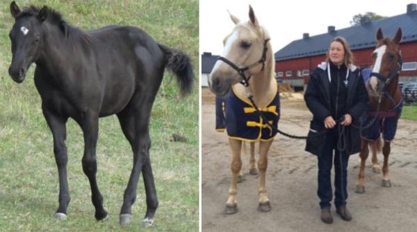 Jeanettes föl skrämdes av fyrverkerierna och fick avlivas: ”Jag fann henne orörlig i diket”