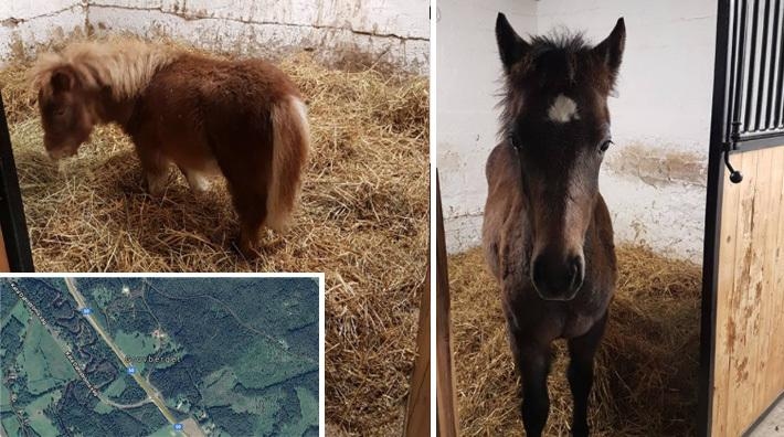 Ponnyer på rymmen återfunna: "Helt underbart"