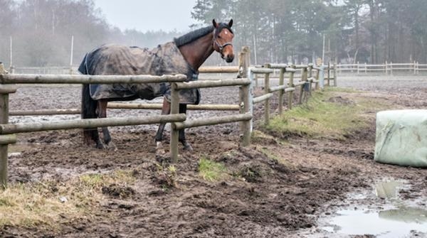 Extra kontroller av hagar: ”För djup lera ofta ett djurskyddsproblem”