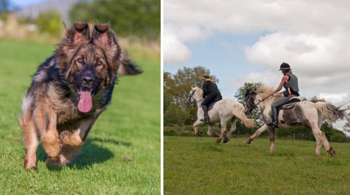 <i>Hunden och hästarna på bilden har inget med händelsen att göra.</i>