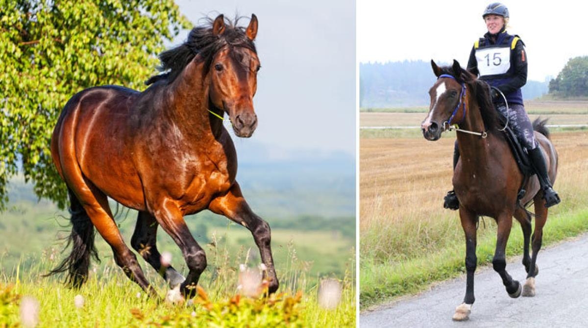 Foto: Adobe Stock och Jessica Alm (bilden på Josefin Blom Lugn från Rimboritten 2016)