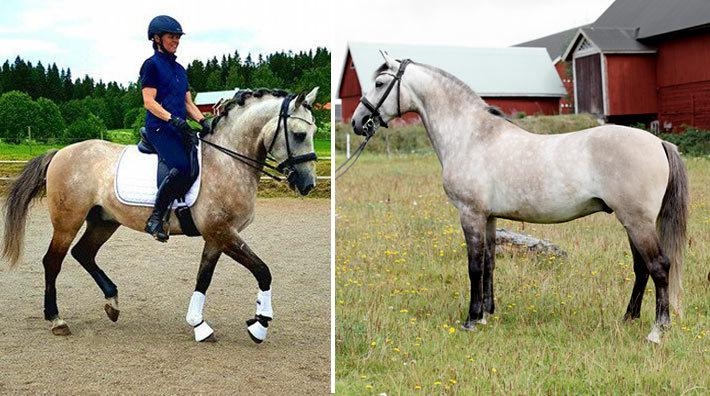 Cartaxo gör piaff och passage: "Guld värt med skolhästar som kan sina saker"