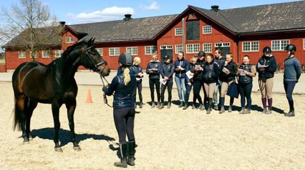 <i>Ung SWB satsar mot VM för unga uppfödare i Kanada. En satsning som har Lövsta Stuteri som huvudsponsor.</i>