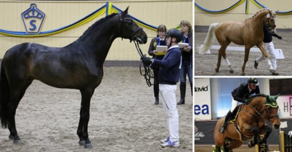 <i>Romeo, Zafferano och Agathon S under 2017 års bruksprov. Foto: Frida Bank och Annika Grundberg (Agathon S) </i>