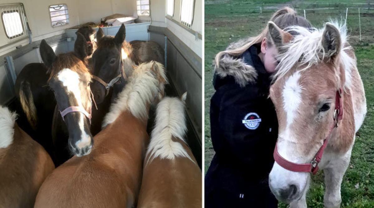 <i>Till vänster en av länsstyrelsens bilder från den stannade transporten. Till höger ett av de föl som räddats till Sverige via Fölhjälpen (FOTO: Helena Lundgren)</i>.