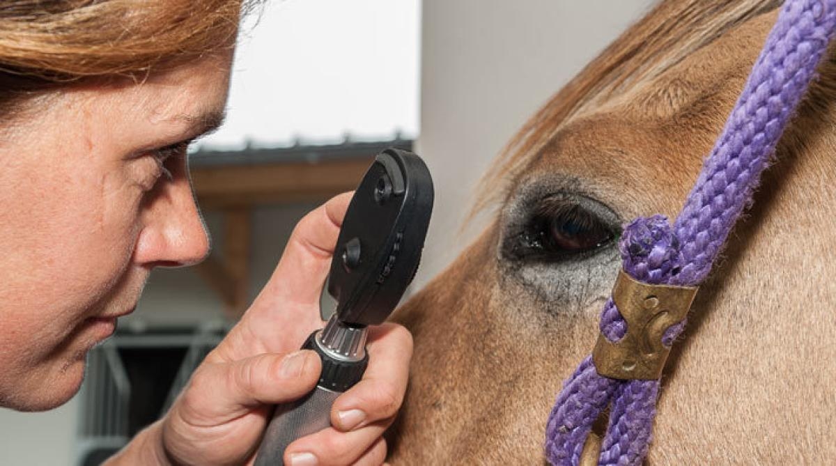 <i>På Hästföretagarforum hamnar ökade kostnaderna för veterinärvård och försäkringar under lupp. Foto: Adobe Stock</i>