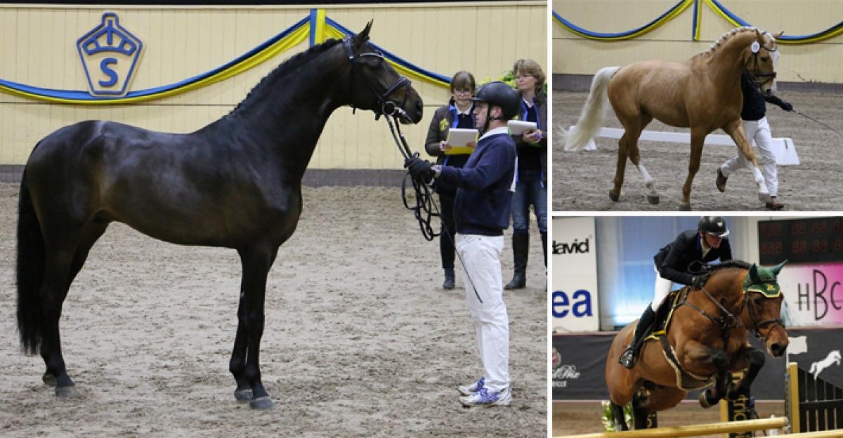 <i>Romeo, Zafferano och Agathon S. Foto: Frida Bank och Annika Grundberg (Agathon S)</i>