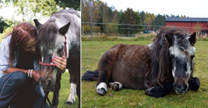 Shettisen Bonnie blev 36 år – nu galopperar hon vidare på de evigt gröna ängarna