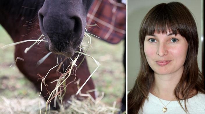 Utfodring med enbart hösilage och lusern gav färre hälsoproblem