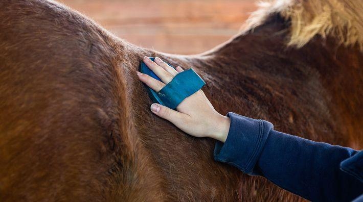 Forskningskollen: Vi borde bry oss om vad hästen tycker när vi ryktar