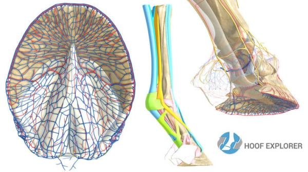 <i>Bilder skapade i Hoof Explorer av Dr Jenny Hagen vid institutionen för veterinär anatomi, Leipzig University, Tyskland. Publiceras med tillåtelse av Effigos AG.</i>