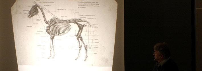 Bo råder alla ryttare att studera hästens skelett. Inte minst hur hals och nacke kan, och inte kan, röra sig.