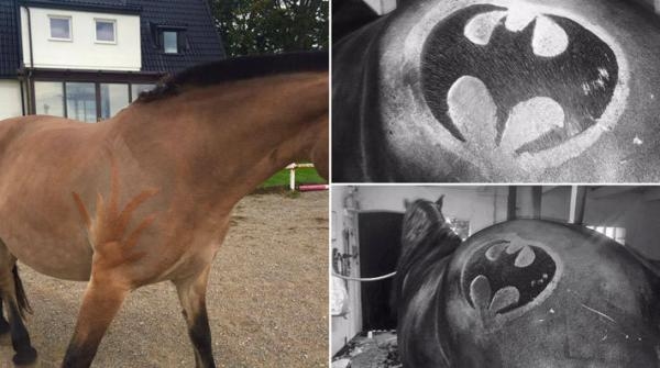 Hon förvandlade sin nordsvensk till Batman